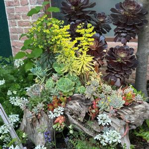 多肉,多肉植物,流木,多肉大好き,4月の画像