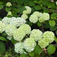 アナベルの画像