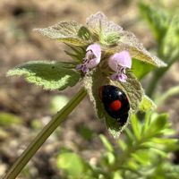 コナラ,ヒメオドリコソウ,コメツブツメクサ,新葉！,新  芽の画像