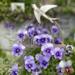 ビオラ アビス,ナチュラルガーデン,ジャンクガーデン,シェードガーデン,ナチュラルスタイルの画像