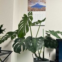 パキラ,モンステラ,ガジュマル,コーヒーの木,フィカスルビーの画像