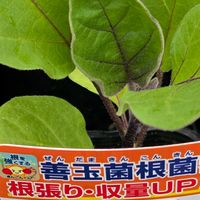 ナス,長ナス,なすび,長ナス(飛天長),中長ナスの画像