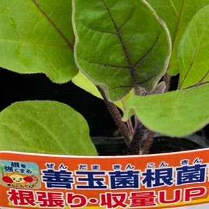 ナス,長ナス,なすび,長ナス(飛天長),中長ナスの画像