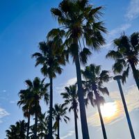 ツツジ,ヤシの木の画像