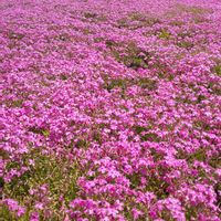 シバザクラ,青空,花のある暮らし,今日のお花の画像