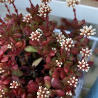 子持ち蓮華,紅稚児,スプリングワンダー,多肉植物,多肉のある暮らしの画像