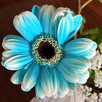 アンズ,アンズ,ウメ,ウメ,ガーベラの画像