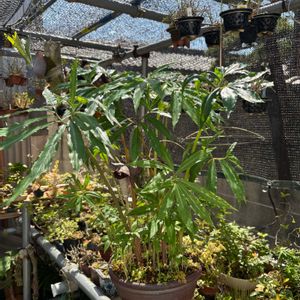 ウラシマソウ,テンナンショウ,盆栽,鉢植え,小品盆栽の画像