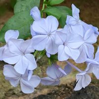 ルリマツリ,瑠璃茉莉,青い花,温室の花,栃木花センターの画像