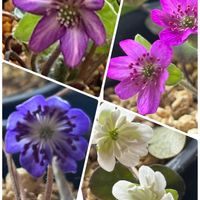 雪割草,可愛い,高山植物類の画像