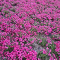 シバザクラ,ツクシ,シバザクラ　オーキントンブルー,いつもありがとう♡,秩父の画像