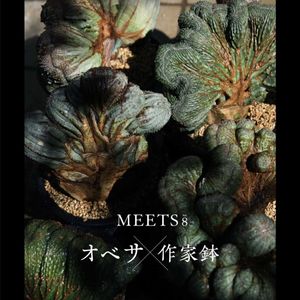 オベサ,ぼくモル鉢,ぼくモル ポタリー,多肉植物,ユーフォルビアの画像