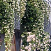 シバザクラ,シバザクラ,ツルバキア,ノースポール,モッコウバラの画像