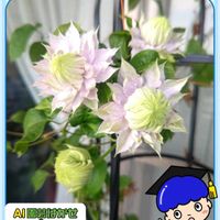シバザクラ,クレマチス‘ベルオブウォーキング’,大人の着せ替え人形,今日のお花,PRの画像