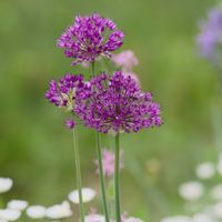 アリウムの画像