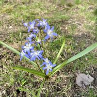 チオノドクサ,野草,野の花の画像