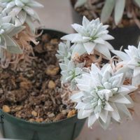 ダドレア,タニラー,ダドレア属,その他部屋の画像