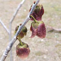 ポポー,ポポー　サスケハンナ,ポポー　ポトマック,果樹,バンレイシ科の画像