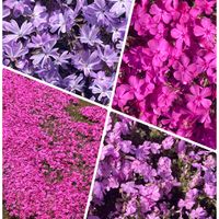 キンギョソウ,シバザクラ,シバザクラ,ワイルドストロベリー,白モッコウバラの画像