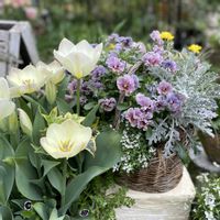 アジュガ,原種チューリップ,コンフリー,チューリップ メリージェーン,ビオラ　レディの画像