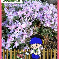 シバザクラ,ステキ☆,癒し…♡,今日のお花,PRの画像
