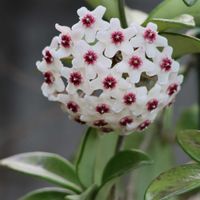 ホヤ・カルノーサ,ホヤ・カルノーサ,ホヤ・カルノーサ,ホヤ・カルノーサ,ホヤ・カルノーサの画像