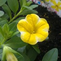 イソトマ,トルコキキョウ,ナス,ホテイアオイ,ピーマンの画像