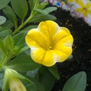 イソトマ,トルコキキョウ,ナス,ホテイアオイ,ピーマンの画像