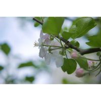 リンゴ,リンゴの花,家庭果樹,ミラーレス一眼,ゆみさんちの果樹・ミニ菜園の画像