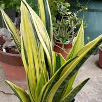 サンスベリア,ゴールドフレーム,多肉植物,新潟の画像