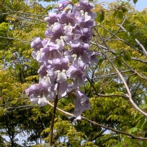 タイサンボク,タイサンボク,トキワマンサク,トキワマンサク,トキワマンサクの画像