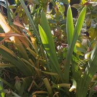 グラジオラス,水仙の画像