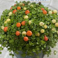 コケサンゴ,ガーデニング,窓際,花のある暮らしの画像