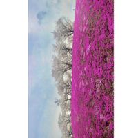 サクラ,シバザクラ,芝桜,ソメイヨシノ,お花見の画像