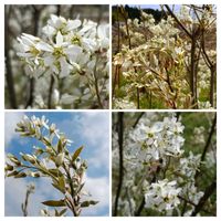 ジューンベリー,白い花,家で咲いている花の画像