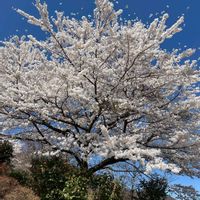 サクラ,伊香保温泉,お花に癒される,平穏な日々への願い,それでも世界は美しいの画像