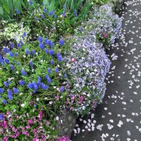 シバザクラ,ニチニチソウ,今日のお花,朝散歩,花ブローチ倶楽部の画像