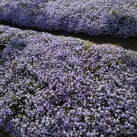 サクラ,シバザクラ,お出かけ先の画像