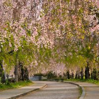 サクラ,枝垂れ桜,さくら 桜 サクラ,喜多方日中線枝垂れ桜並木,GS7年目の画像