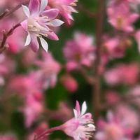 シダ,ヒューケラ・タペストリー,ヒューケラ・タペストリー,ヒューケラ・タペストリー,ほおずきの花の画像