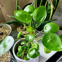 ピレア,ピレア・ぺぺロミオイデス,観葉植物,キキ　ピレアの画像