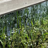 オモダカの画像