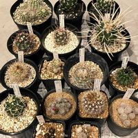 サボテン,多肉植物の画像