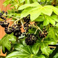 ヤツデ,通り道の学生服屋さんの樹木,温泉♨️入浴の帰りにの画像