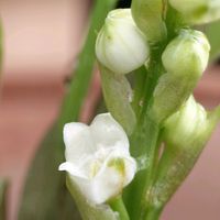 カランコエ,カランコエ,ドイツスズラン,ドイツスズラン,我が家のお花たちの画像