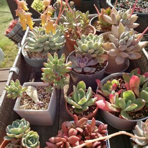 ガーデニング,多肉棚,ウッドデッキ,多肉植物とサボテン,タニパトの画像