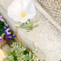 コンボルブルスの画像