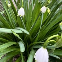 スノードロップ,庭の花,春ですね♪の画像