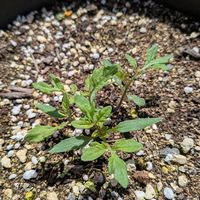 ミニトマト,かわいい,三重県,松阪市,庭の画像