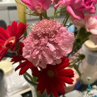 スカビオサの画像